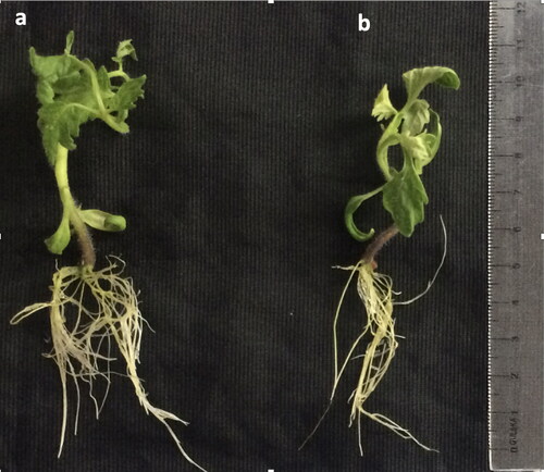 Figure 1. Morphological effects of NaCl application on H-2274 tomato plants: control (not treated) plants (a) and plants treated with 100 mmol/L NaCl for 7 days (b).