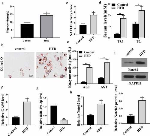 Figure 1. GAS5, miR-29a-3p, and NOTCH2 expression levels are changed in the NAFLD mouse model. (a-h) NAFLD mouse model was established (n = 5). (a) Hepatic TG levels were assessed by ELISA. (b) Oil Red O staining of liver tissues. (c) NAFLD activity score. (d) Serum TC and TG levels were analyzed by ELISA. (e) Serum AST and ALT levels were tested by ELISA. (f) GAS5 expression was determined by qPCR. (g) MiR-29a-3p expression was examined by qPCR. (h) NOTCH2 expression was measured by qPCR. (i) NOTCH2 expression was analyzed by Western blot. Data are presented as mean ± SD. * P < 0.05, ** P < 0.01.