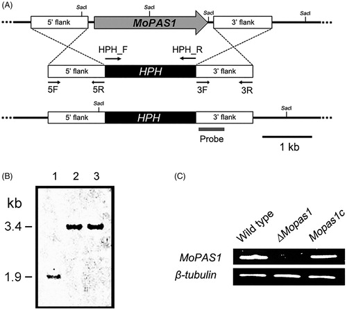 Figure 2. Gene deletion construct and identification of deletion mutants. (A) MoPAS1 was deleted through the targeted gene replacement method; (B) Confirmation of MoPAS1 deletion using Southern blot analysis. DNA samples were digested with SacI. A 1.9-kb band from wild-type KJ201 and a 3.4-kb band from knock-out mutants were produced. Lane 1, wild-type; lane 2–3, knock-out mutants; (C) Confirmation of MoPAS1 deletion and complemented transformant Mopas1c using RT-PCR.