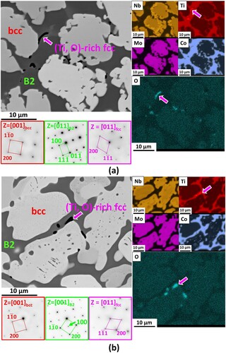 Figure 1. A typical microstructure of the Nb30Mo30Ti20Co20 alloy in the as-cast (a) and annealed (b) states: SEM-BSE images, SEM-EDS maps, and SAED patterns recorded from [001]bcc, [011]B2 (as-cast state) or [001]B2 (annealed state), and [011]fcc zone axes of the corresponding phases showing the dendritic microstructure consisting of (Nb, Mo)-rich bcc islands, (Co, Ti)-rich B2 network, and (Ti, O)-rich fcc particles.