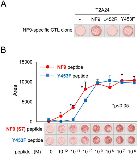 Figure 3. NF9 peptide-specific CTL clone cross-reacts with the Y453F peptide. (A) IFNγ ELISpot assay. The NF9 peptide-specific CTL clone was evaluated using NF9 peptide, L452R peptide, and Y453F peptide. Each peptide was pulsed onto T2-A24 cells, and the reactivity of the CTL clone was examined by an IFNγ ELISpot assay. Peptide-unpulsed T2-A24 cells were used as a negative control. (B) Peptide titration. Serially diluted NF9 peptide and Y453F peptide were pulsed onto T2-A24 cells and used for an IFNγ ELISpot assay. The NF9 peptide-specific CTL clone was used as effector cells.