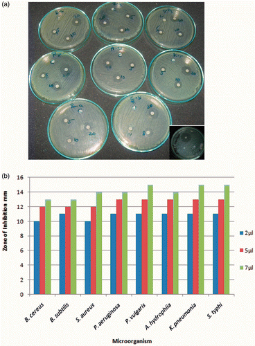 Figure 10. (Colour online) Antibacterial tests: ZOI seen around different concentrations of green-synthesised silver nanoparticles present wells against different microorganisms and inset showing positive control of ethambutol.