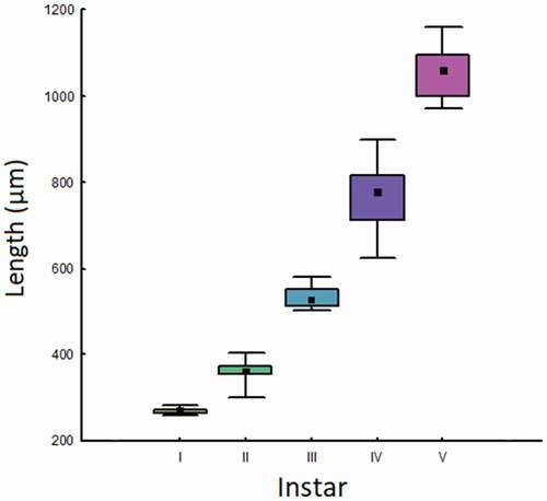 Figure 2. Box plots (median, 25%-75% and range) of lengths (µm) of cephalic capsules of Cataclysta lemnata at different instars. Different colors indicate significant differences. The sixth instar is not represented because it was not possible to measure the size of the cephalic capsules