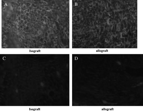 Figure 3.  Axons and SC cell were not significantly different in isografts (A,C) and allotransplants (B,D) (P > 0.05).