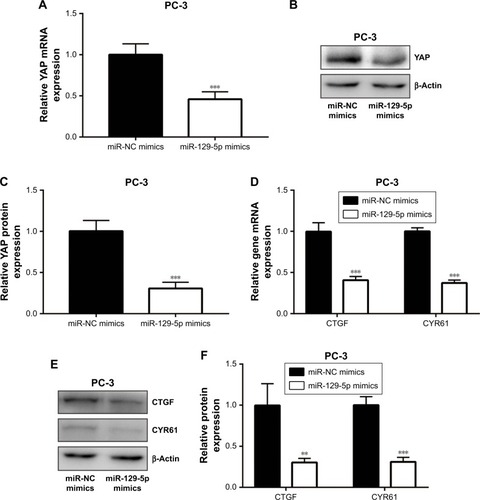 Figure 5 MiR-129-5p mimics repressed YAP and its target gene expression in PC-3 cells.Notes: (A) MiR-129-5p overexpression decreased YAP mRNA level in PC-3 cells. (B) Western blot showed that YAP protein level was reduced toward miR-129-5p overexpression. (C) Quantitative analysis of YAP protein level in (B). (D) MiR-129-5p overexpression decreased CTGF and CYR61 mRNA levels in PC-3 cells. (E) Western blot showed that CTGF and CYR61 protein levels were reduced toward miR-129-5p overexpression. (F) Quantitative analysis of CTGF and CYR61 protein levels in (E). **P<0.01, ***P<0.001.