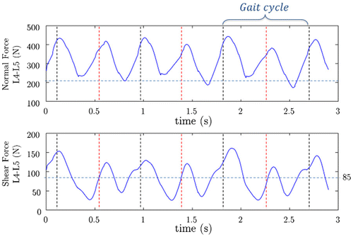 Figure 3. Dynamic intervertebral forces inside L5-S1: normal force (up) and shear force (down). The horizontal dotted line represents the intervertebral force in the standing up position (Static). The vertical lines refer to the double stance phase of the gait cycle.