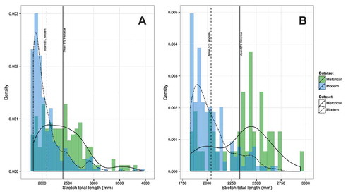 FIGURE 6. Probability density histograms of stretch total length (STL) for (A) all large (>1,800-mm) sharks and (B) large Bull Sharks landed by the land-based recreational fishery off Texas. Data are shown for the historical period (1973–1986; green) and the modern period (2008–2015; blue). Vertical lines are drawn for the mean STL of both historical (solid) and modern (dashed) records, as well as smoothers representing kernel density estimates.