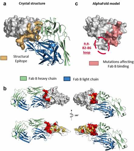 Figure 4. Comparison of functional and structural epitopes of Fab B (a) &(b) Co-crystal structure of the first luminal domain of hLAMP-1 in complex with Fab B. Ribbon diagram illustrating the heavy chain (green) and light chain (blue) of the Fab. Amino acids within a 4.5 Å range from Fab B are colored in yellow on the surface representation of the first luminal domain of hLAMP-1 (gray). (B) Graphical view of co-crystal structure of the first luminal domain of hLAMP-1 in complex with Fab B colored with DMS Epitope Mapping data. Amino acids with DMS scores above 10 are marked in red and amino acids with DMS scores between 5 and 9 are shown in yellow (with a surface representation or with spheres on the ribbon representation). (c) Representation of the AlphaFold model of the first luminal domain of hLAMP-1. Residues included in the DMS epitope are colored pink.