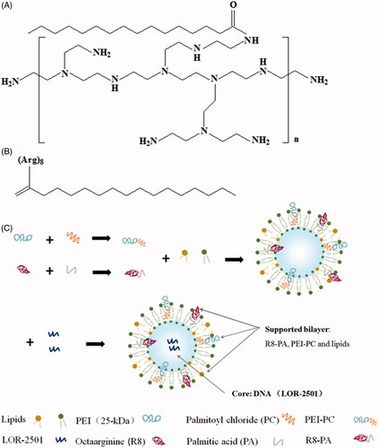 Figure 1. The structural formulae of PEI-PC, R8-PA, and schematic diagram of the preparation process of Lp-PPRP/LOR. (A) The structural formulae of PEI-PC. (B) The structural formulae of R8-PA. (C) The schematic diagram of the preparation process of Lp-PPRP/LOR.