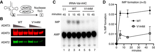 FIG 6 Purified ADAT2/3 complexes assembled with ADAT3-V144M exhibit defects in adenosine deaminase activity. (A) Schematic of the adenosine deaminase assay for inosine formation using in vitro-transcribed tRNA-Val-AAC. After incubation with ADAT2/3, labeled tRNA was digested with P1 nuclease, followed by separation of adenosine (A) from inosine (I) by thin-layer chromatography (TLC). (B) Immunoblot of purified ADAT2/3 complexes with 2-fold dilution series. The blot was probed for ADAT3-Strep and His-ADAT2. (C) Representative phosphorimager scan of TLC-separated nucleoside products from tRNAs incubated with buffer (−) or ADAT2/3 for the indicated times. The migration of IMP and AMP is indicated. (D) Quantification of IMP formation as a function of time for the indicated ADAT2/3 enzymes. Percent IMP formation represents the IMP/AMP plus IMP signal (n = 3).