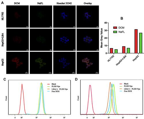Figure 3 (A) CLSM images of HL7702 cells, HepG2 cells pre-treated with LBA and HepG2 cells cultured with PLD NPs (1 mg·mL-1) for 4 h, respectively. The scale bar is 20 μm; (B) The average fluorescence intensity of different groups of cells; The cell uptake in HL7702 cells (C) and HepG2 cells (D) under different conditions measured by flow cytometry.