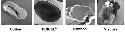 Figure 3. Cross-sectional views of fibers.