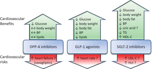 Figure 1. Cardiovascular benefits and cardiovascular risks with the new classes of glucose-lowering drugs.Abbreviations:DPP-4: dipeptidyl peptidase-4, GLP-1: glucagon-like peptide-1, SGLT-2: Sodium-glucose cotransporter-2BP: blood pressure; Hct: hematocrit; HDL-C: high-density lipoprotein cholesterol; LDL-C: low-density lipoprotein cholesterol; TG: triglycerides↔: neutral effect; ?: significance of the change is uncertain.