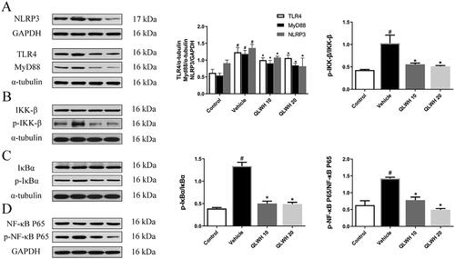 Figure 9. Effect of Qiangli Wuhu mixture on NLRP3/TLR4/MyD88 pathway in mice with LPS-induced pneumonia. (A) Protein levels of NLRP3, MyD88 and TLR4 were detected by Western blot. (B–D) Protein levels of NF-kappa B, p-NF-kappa B, IκB-α, p-IκB-α, IKK-β and p-IKK-β were detected by Western blot. #p< 0.05 compared with the control group, *p< 0.05 compared with the vehicle group.