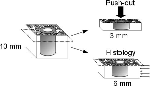 Figure 3. Preparation of the specimens and the transverse cutting method for the histomorphometrical analysis.