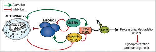 Figure 1. AMBRA1-mediated regulation of MYC and its interplay with the autophagy pathway. We recently demonstrated that AMBRA1 enhances PPP2/PP2A phosphatase activity on phospho-Ser62 of MYC, resulting in the proteasomal degradation of the transcription factor and in preventing hyperproliferation and tumorigenesis. By contrast, the oncogene KIAA1524/CIP2A inhibits the activity of PPP2 in the same pathway. We also found that the AMBRA1-PPP2 role in MYC dephosphorylation is under MTORC1 control. Intriguingly, numerous crosstalk and feedback mechanisms between complexes regulating this pathway (MTORC1, AMBRA1-PPP2, KIAA1524/CIP2A-PPP2) and autophagy have been reported (see the figure for more details), supporting the evidence that autophagy and cell proliferation regulation are tightly coordinated.