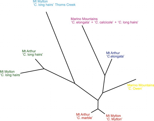 Figure 4 Neighbour-joining tree for population genetic distances based on 12 SSR markers among populations of Craspedia sampled in this study. Colours of labels match those used in Fig. 3.