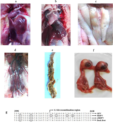 Figure 6. Postmortem examination of deceased Muscovy ducks in the horizontal contact group and viral isolation from tissue samples revealed several pathological signs. These included pericardial effusion (a), fibrous exudates on the liver surface (b), necrotic spots in the pancreas (c), congested kidney (d), and embolism formation in the intestine (e). (f) Liver tissue homogenates from the deceased ducks were used to inoculate 12-day-old embryonated Muscovy duck eggs, resulting in embryo death and the manifestation of hemorrhagic lesions in embryo bodies. (g) Viral DNA extracted from the pooled allantoic fluid was subjected to PCR characterization. Sequence analysis demonstrated 100% homology with the rMDPV strain ZW. Nucleotide numbering was based on the genome sequence of the classical GPV strain LH (accession number KM272560).