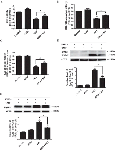 Figure 7. Kif5a overexpression prevents TMT-induced neurotoxicity and autophagic flux impairment in Neuro-2a cells. (A) Cell viability, (B) DQ-BSA staining fluorescence intensity, and (C) LysoSensor DND-189 fluorescence intensity were determined in Neuro-2a cells treated with TMT (8 μM) following transfection with 0.8 μg/mL Kif5a plasmid or a control plasmid for 24 h. Representative immunoblots and quantification analysis of (D) LC3B and (E) SQSTM1 in Neuro-2a cells treated with TMT (8 μM) following transfection with a Kif5a plasmid or a control plasmid for 24 h. ACTB was used as an internal standard for protein loading. All experiments were repeated at least 5 times. The values are presented as means ± SEM. *P < 0.05, **P < 0.01 vs. the control group. #P < 0.05, ##P < 0.01 vs TMT group