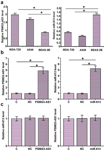 Figure 4. PSMG3-AS1 and miR-613 overexpression failed to regulate the expression of each other (a). RT-qPCR result of base expression of PSMG3-AS1 and miR-613 in A549, MDA-T120 and BEAS-2B cells. This experiment was performed in triplicate and mean values were presented and compared.*, p < 0.05. MDA-T120 cells were transfected with PSMG3-AS1 expression vector or miR-613 mimic to analyze the interactions between PSMG3-AS1 and miR-613. Overexpression of PSMG3-AS1 and miR-613 was confirmed by RT-qPCR (b). The effects of PSMG3-AS1 and miR-613 overexpression on expression of each other were also analyzed by RT-qPCR (c). Experiments were performed in triplicate and mean values were compared.*, p < 0.05