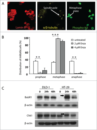 Figure 3. Enzastaurin exposure is accompanied by accumulation of CIN cells in metaphase with an activated mitotic checkpoint. (A) HT-29 and DLD-1 cells were treated with the indicated doses of enzastaurin, and the mitotic figures were characterized following immunostaining for lamin B, α/β tubulin and phospho-H3. (B) The influence of enzastaurin on the proportion of prophase, metaphase and anaphase cells was characterized as described above after visual scoring of 100 mitotic cells. The data represent the average of 2 independent experiments. Bars, SD **, P < 0.01; ***, P < 0.001 as determined by Student's t-test. (C) The influence of enzastaurin on the accumulation of the active, hyperphosphorylated forms of the spindle assembly check-point proteins BubR1 and Chk1 in HT-29 and DLD-1 cells. The black arrows indicate the migration of the hyperphosphorylated forms of the 2 check-point proteins. The blot is representative of 2 independent experiments.