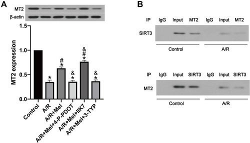 Figure 5 The interaction between SIRT3 and MT2 may promote the protective effects of melatonin in A/R H9c2 cells. (A) MT2 expression. (B) A coimmunoprecipitation assay indicated the interaction between SIRT3 and MT2 in control and A/R-injured cells. Data are described as the mean ± SEM (n=6 in each group). *P < 0.05 vs the control group; #P < 0.05 vs the A/R group; &P < 0.05 vs the A/R + Mel group.