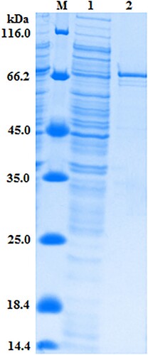 Figure 4. SDS-PAGE analysis of the expressed products. Lane M, marker 116 kDa. Lane 1, after the induction. Lane 2, puriﬁed scFv–AP fusion protein.