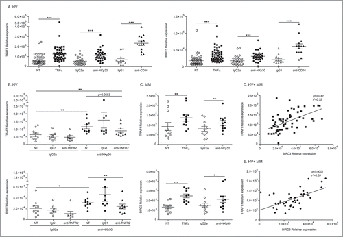 Figure 2. NK cell stimulation by TNFα or NCR3 triggering leads to markedly increased transcription of Traf1 and Birc3. (A-C) Regulation of expression of TRAF1 and BIRC3 in HV and melanoma patients. RT-PCR of both transcripts in blood-derived-NK cells, performed 12 h post-stimulation with 50 ng/mL of TNFα or after cross-linking of NCR3/NKp30 and CD16 (or IgG2a and IgG, respectively, isotype control Abs). Graphs show the relative expression normalized to β2 microglobulin expression in HV (A, left panel for TRAF1 and right panel for BIRC3) and melanoma patients (C), with or without blockade of the TNFR2 by specific neutralizing Abs or IgG1 isotype controls (B) in HV (upper panel) and MM (lower panel). (D-E) Spearman correlations between TRAF1 and BIRC3 transcript abundancy in blood NK cells post-TNFα stimulation (D) or NKp30 engagement (E). Each dot represents one HV or patient. Student paired t-test for A, Wilcoxon matched pairs test for (B-E): * p < 0.05, ** p < 0.01, *** p < 0.001.