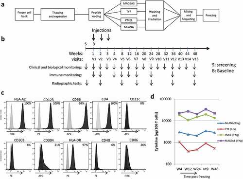 Figure 1. GeniusVac-Mel4 vaccine production, an overview of trial design, and drug product characterization