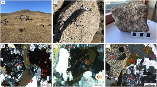 Figure 5. Representative outcrop-pictures and photomicrographs of the ore-forming rocks in Baerzhe deposit. (a) Alkali feldspar granite; (b) alkali feldspar granite (ore); (c) alkali feldspar granite; (d) alkali feldspar granite; (e) alkali feldspar granite (hornblende is metasomatised by zircon); and (f) alkali feldspar granite.