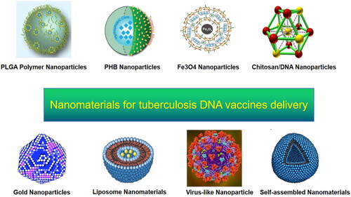 Figure 3. Nanomaterials in TB DNA vaccines.Note: Nanomaterials used for TB DNA-vaccine delivery include nanoparticles, liposomes, virus-like particles, and self-assembled proteins.