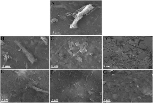 Figure 8. SEM images of the peptide-EM suspensions at different concentration of RADA16-I and RVDV16-I. (A) EM aqueous suspension without peptide; (B, C, D) RADA16-I-EM; (E, F, G) RVDV16-I-EM. [EM] = 0.10 mg/mL; from left to right, peptide concentrations were 0.05, 0.1, 1.0 mg/mL, respectively.