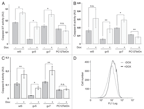 Figure 3 Chp induces apoptosis in PC12TetOn cells. Caspase-3/7 (A), caspase-8 (B) and caspase-9 (C) activities in parental PC12TetOn and wt5, gv5 and gv7 cells grown on collagen IV in 96-well plate for 48 hrs in the presence (+) or absence (−) of DOX. Data are presented in arbitrary units (AU) of caspase activity after normalization to cell viability as mean values of three independent measurements ± SD indicated by error bars. The data are representative of two independent experiments. An unpaired t-test was used to calculate two-tailed p-value. *p < 0.005; **p < 0.05; n.s.—the difference is not statistically significant. (D) Flow cytometry analysis of wt5 cells stained with Annexin V-FITC. Cells were grown on collagen IV for 72 hrs in the presence (+) or absence (−) of DOX, then stained with Annexin V-FITC and analyzed by flow cytometry. Chp-expressing cells (+DOX) show enhanced Annexin V-FITC reactivity indicating of onset of apoptosis.