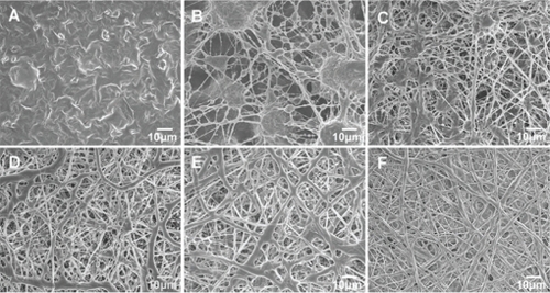 Figure 3 Scanning electron microscopy images of electrospun nanofibous scaffolds prepared from different CS-PCL/PCL weight ratios: CS-PCL (A), CS-PCL/PCL (80/20) (B), CS-PCL/PCL (60/40) (C), CS-PCL/PCL (40/60) (D), CS-PCL/PCL (20/80) (E), and PCL (F).Abbreviations: CS-PCL, cationic chitosan-graft-poly (ɛ-caprolactone); PCL, polycaprolactone.