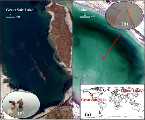 Figure 1. Partial OLI RGB images on 10 June 2019 and 12 April 2019, showing Artemia features in the Great Salt Lake and Ebinur Lake, respectively. (a) Location of Great Salt Lake and Ebinur Lake; (b) Artemia slicks; (c) Artemia collection by dip nets during the harvest season (∼ October).