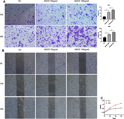 Figure 4 RhEGF promote migration and proliferation of HNEpCs. (A) Images and statistical analysis of Transwell assay. (B) Images and statistical analysis of wound healing assay. (C) Effects of rhEGF on HNEpCs proliferation. **p < 0.01, *p < 0.05.