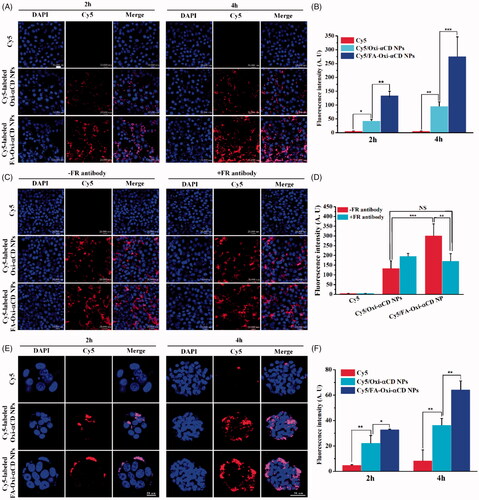 Figure 4. Cellular uptake of Cy5-labeled NPs in 4T1 cells and fluorescence distribution of Cy5-labeled NPs in 4T1 tumor spheroids. (A) Cellular uptake of Cy5-labeled NPs in 4T1 cells after 2 or 4 h treatment. The CLSM images of 4T1 cells incubated with Cy5 (1 μg/mL, red), Cy5/Oxi-αCD NPs or Cy5/FA-Oxi-αCD NPs (containing 1 μg/mL of Cy5) at 37 °C for 2 or 4 h. Cell nuclei were stained with DAPI (blue). Scale bar represents 20 μm. (B) The semi-quantitative analysis of the corresponding Cy5 fluorescence intensity of intracellular NPs (red) is in Figure 4(A). (C) Cellular uptake of Cy5-labeled NPs in 4T1 cells with or without FR antibody treatment. (D) The semi-quantitative analysis of the corresponding Cy5 fluorescence intensity of intracellular NPs (red) in Figure 4(C). (E) Fluorescence distribution of Cy5-labeled NPs (red) in 4T1 tumor spheroids. Tumor spheroid sections were observed at given time points by CLSM. Cell nuclei were stained with DAPI (blue). Scale bar represents 20 μm for 2 h and 50 μm for 4 h. (F) Semi-quantitative analysis of the corresponding Cy5 fluorescence intensity of NPs (red) in tumor spheroid sections. *, statistically different at p < .05; **, statistically different at p < .01, ***, statistically different at p < .001.