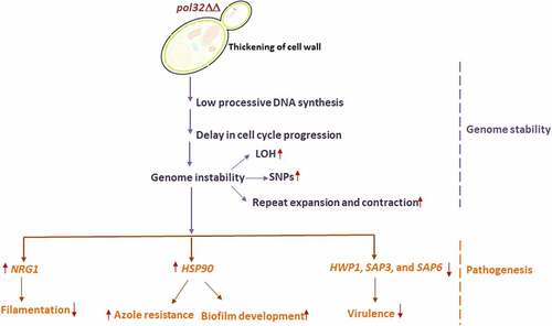 Figure 10. Lack of Pol32 links genome instability with C. albicans pathogenesis. It is a pictorial representation of the consequences of the deletion of POL32 gene in C. albicans. Loss of Pol32 subunit renders replication stress by decreasing the processivity of Polδ, thereby inducing genome instability and delay in cell cycle progression. Critical hyphal and virulence genes get dysregulated to result in reduced filamentation, azoles resistance, enhanced biofilm formation, increased cell wall thickness with altered composition, and avirulency.