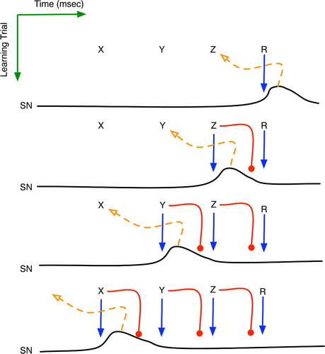 Figure 12. The implicit reinforcement learning of sequence X→Y→Z→R. Horizontal plots are the time series activation levels for the substantia nigra pars compacta (SNc). Solid arrows denote excitatory effects upon the SNc, whereas round heads represent the delayed inhibition. Dashed arrows portray the learning of a new context governed by the SNc's dopamine signal.