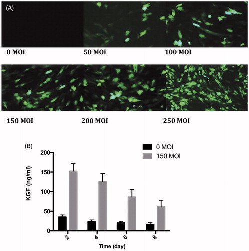 Figure 2. Determination on conditions of Ad-KGF-MSCs. A: MSC morphology after infection with different concentrations of Ad-GFP; B: KGF expression of Ad-KGF-MSCs.