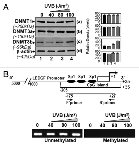 Figure 4. LECs exposed to UVB displayed enhanced expression of DNA methyl transferase DNMT3b, but could not methylate LEDGF promoter. (A) Nuclear extract from UVB exposed hLECs were resolved on 4–20% SDS gel and immunoblotted using anti-DNA methyl transferases as shown. The same membranes were used to re-probe the antibodies following restriping. Protein band appearing by β-actin antibody served as internal/loading control. Right panel shows relative densitometry of protein bands. (B) MSP analysis disclosed that status of LEDGF promoter (-175/+27) containing Sp1 sites within the CpG island was not altered. Top panel shows the diagrammatic representation of the LEDGF promoter, predicted CpG island and regions where the PCR primers bind. Lower panel shows the representative gel image from MSP analysis of genomic DNA isolated from LECs exposed to variable doses of UVB-exposed or unexposed to UVB.
