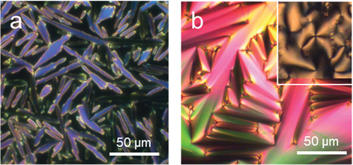 Figure 9. (Colour online) (a) The appearance of bâtonnets from the N phase at 198°C for compound 5; (b) the focal conic fan and (inset) schlieren textures seen on untreated glass at 196°C for the lower temperature phase of 7.