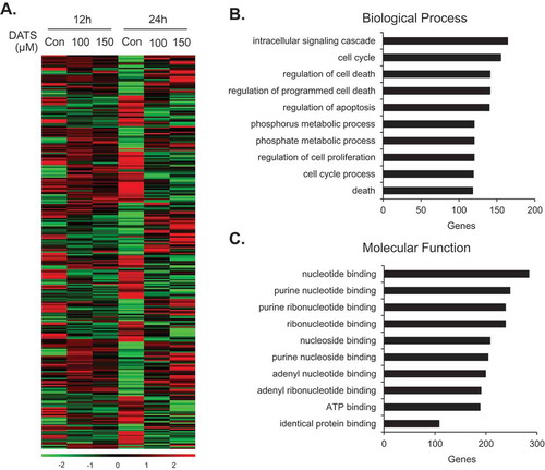 Figure 4. Gene expression patterns of EJ cells induced by DATS. (a) Differential patterns of gene expression were identified by comparative microarray analysis of DATS-treated EJ cells versus untreated cells. The red and green colors indicate high and low gene expression, respectively. (b, c) Differentially expressed genes (2,285 genes) upon DATS treatments were classified by their biological processes (b) and molecular functions (c).