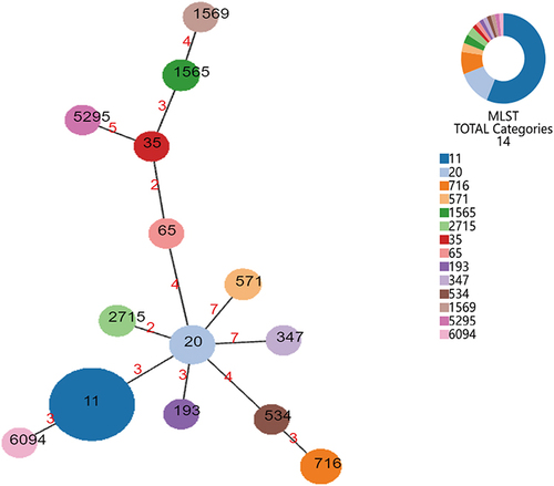 Figure 1 The minimum spanning tree constructed from the MLST results in this study.