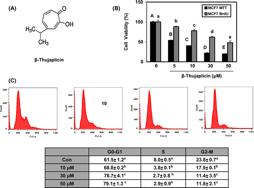 Fig. 1. Effect of β-thujaplicin on cell proliferation and cell cycle in MCF-7 cells.Notes: (A) The structure of β-thujaplicin. (B) The cells (5000 cells/well in a 96-well plate) were treated with β-thujaplicin at the indicated concentrations (5–50 μM) for 72 h, and cell viability (%) was determined by MTT and BrdU assay. (C) The cells (1 × 106 cells) were treated with β-thujaplicin at the indicated concentrations (10–50 μM) for 24 h, and the cellular distribution was determined with flow cytometry. Values represent means ± SD. A–E and a–e, different letters indicate statistical differences at p < 0.05.
