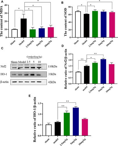 Figure 7 Effect of catalpol oxidative stress. (A) The content of MDA; (B) the content of SOD; (C) The activating effect of catalpol on the expression of Nrf2/HO-1 pathway-related proteins; (D) the protein expression levels of Nrf2; (E) the protein expression levels of HO-1 (the data are presented as the mean ± S.D., n = 3, *p < 0.05, **p < 0.01).