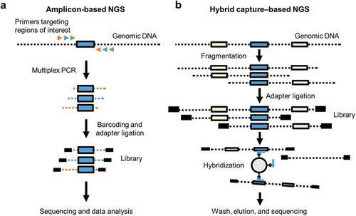 Figure 2. Overview of the amplicon-based and hybrid capture–based NGS methods. (a) Amplicon-based NGS methods utilize PCR primers that are designed to amplify targeted regions of interest in the genome [Citation45,Citation47]. Alterations (indels or base substitutions) that affect primer binding within the target region or are located outside of the target region (such as within intronic regions flanking MET exon 14) may go undetected. (b) Hybrid capture–based NGS methods use oligonucleotide probes to isolate larger regions of interest in the tumor genome, including regions flanking the targeted area [Citation47]. Allele dropout is less likely to occur, as long probes used for hybridization can tolerate mutations within the genomic DNA. Furthermore, DNA sequences outside of the target region (such as intronic regions flanking MET exon 14) can be captured and sequenced. NGS, next-generation sequencing; PCR, polymerase chain reaction. Adapted with permission from Elsevier: Journal of Molecular Diagnostics, 19/3, Jennings LJ et al, Guidelines for Validation of Next-Generation Sequencing–Based Oncology Panels: A Joint Consensus Recommendation of the Association for Molecular Pathology and College of American Pathologists, 341–365, copyright 2017