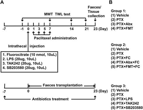 Figure 1 Experimental designs and animal groups. (A) Experimental design showing the administration of paclitaxel, transplanted fecal microbiota, and broad-spectrum antibiotics. (B) The first experiment investigated the effects of broad-spectrum antibiotics and transplanted fecal microbiota on mechanical allodynia and thermal hyperalgesia in PIPN rats. The second experiment investigated the effects of the astrocytic inhibitor fluorocitrate on mechanical allodynia and thermal hyperalgesia in PIPN rats. The third experiment investigated the effects of the TLR4 inhibitor (TAK242) and the p38 inhibitor (SB203580) on mechanical allodynia, thermal hyperalgesia, and astrocyte activity in PIPN rats.