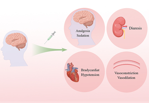 Figure 1 Multiple sites of action of dexmedetomidine (peripherally and centrally).