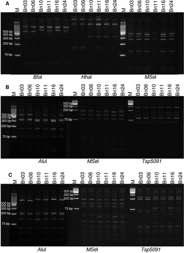 Fig. 1 RFLP analysis of 16S rDNA, rp operon and secY sequences of phytoplasma strains. a, RFLP profiles of the 16S rDNA nested PCR products amplified with primer pairs R16F2n/R2 and digested using restriction endonucleases BfaI, HhaI and MseI. b, RFLP profiles of the rp operon sequences (containing rpl22 and rps3 genes) amplified with primer pairs rPF1/rpR1 digested using restriction endonucleases AluI, Tsp5091 and MseI. c, RFLP profiles of the secY gene sequences amplified with the primer pairs AYsecYF1/AYSecYR1 using restriction endonucleases AluI, Tsp5091 and MseI. Lanes M is GeneRuler 1 kb plus DNA ladder (Life Technologies) molecular weight marker. Digests were separated on 3% super fine resolution agarose gel (SFR) except for MseI and Tsp5091 digests of rp and secY genes which were separated on 5% Agarose SFR gel. Samples Bn03 and Bn06: subgroup IA; Bn10 and Bn16: subgroup IB; Bn11 and Bn24: mixed infection.